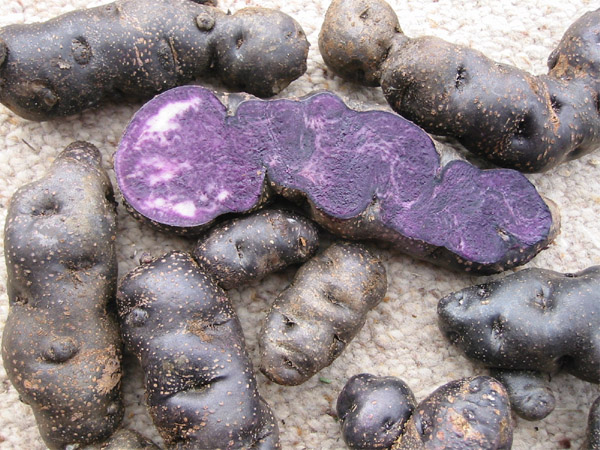  ... and some immature tubers or seed potatoes suitable for propagation