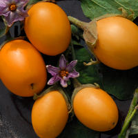 aubergine africaine Solanum aethiopicum Bazilian Oval Orange 20 graines