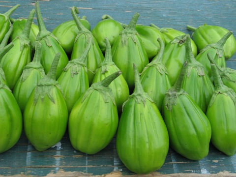 Brazilian Scarlet Eggplant, Solanum gilo, 20 seeds, showy plants