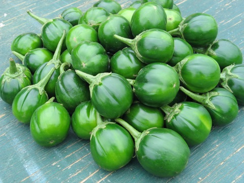 Solanum gilo, Scarlet Eggplant, Gilo, Jilo