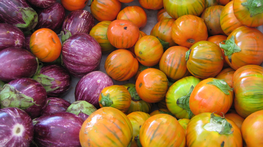 25 TURKISH ORANGE EGGPLANT Scarlet Solanum Aethiopicum Fruit Vegetable Seeds