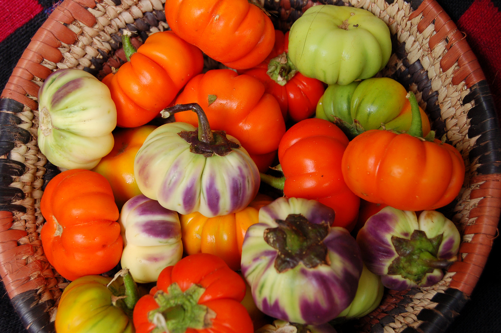 Solanum macrocarpon L . ) and Scarlet ( Solanum aethiopicum L . )